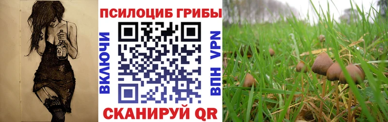 Псилоцибиновые грибы Psilocybine cubensis  Южно-Сухокумск 